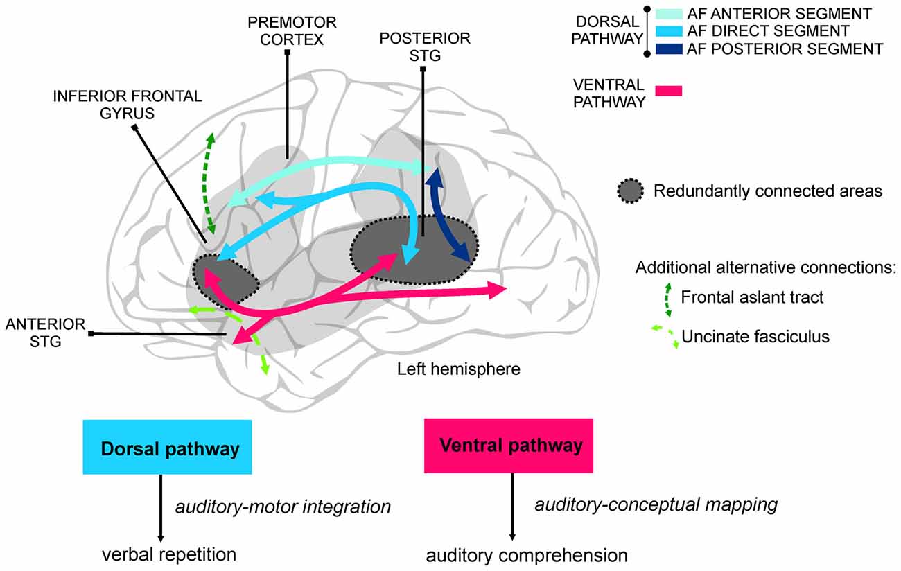 Left-hemisphere dorsal and ventral language pathways, their cortical endpoints, redundantly connected areas and alternative white-matter connections.